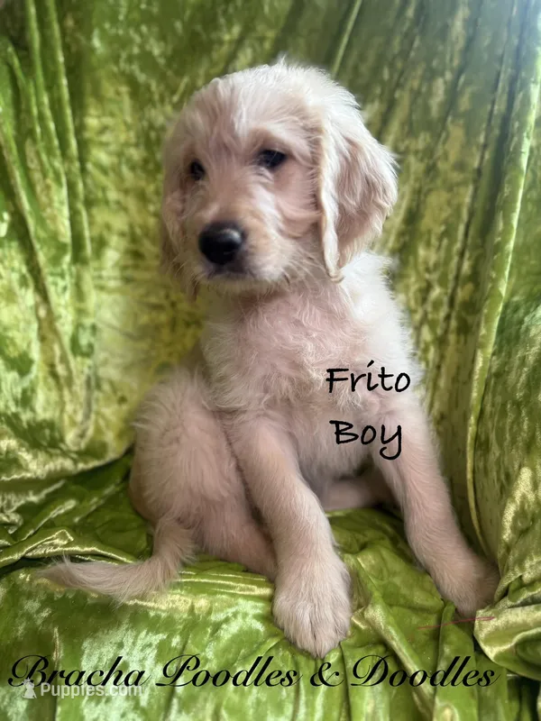 Frito – English Goldendoodle puppy for sale in Rockville, MN