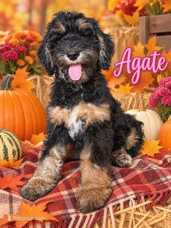 Agate – Bernedoodle puppy for sale in Rockville, MN