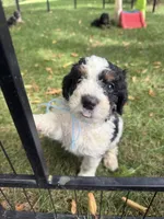 Slate, a male Bernedoodle for sale in Rockville, MN – 4 of 4