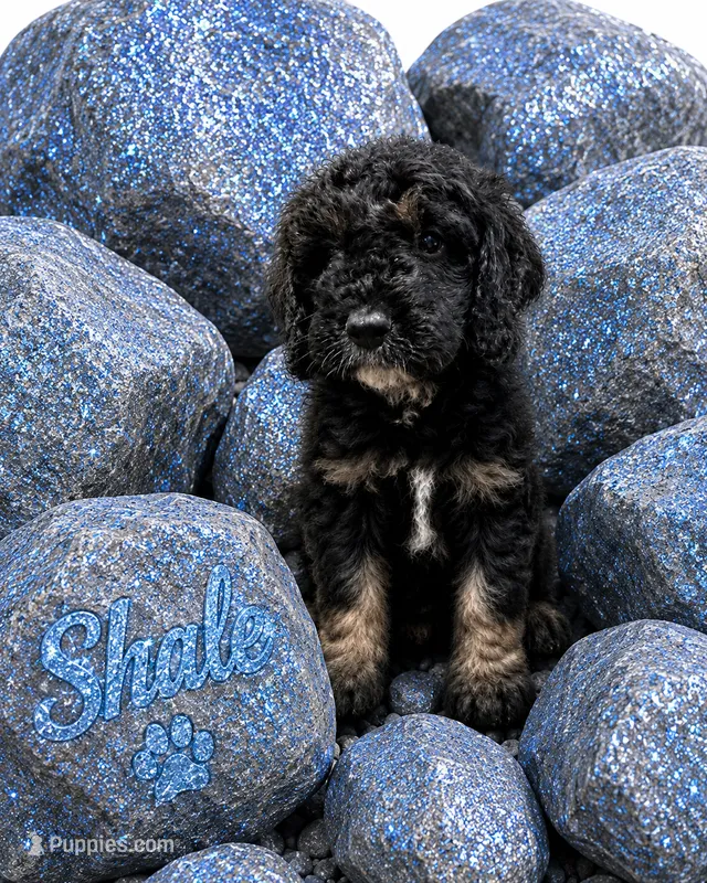 Shale – Bernedoodle puppy for sale in Rockville, MN
