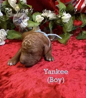 Yankee, a female Poodle - Standard  for sale in Rockville, MN – 3 of 3