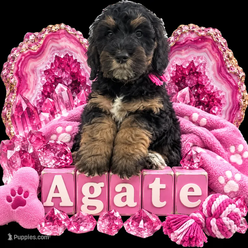 Agate – Bernedoodle puppy on hold in Rockville, MN