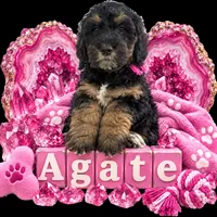 Agate, a female Bernedoodle for sale in Rockville, MN – 3 of 6
