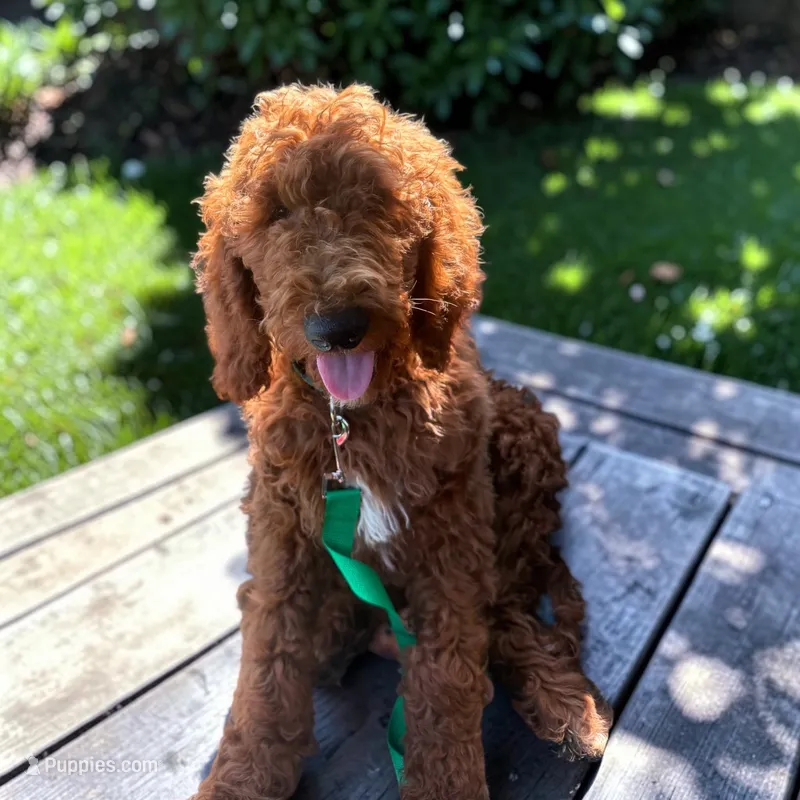 Nuthatch  – Poodle - Standard  puppy for sale in Rockville, MN