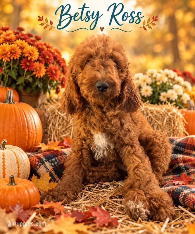 Betsy Ross – Poodle - Standard  puppy for sale in Rockville, MN