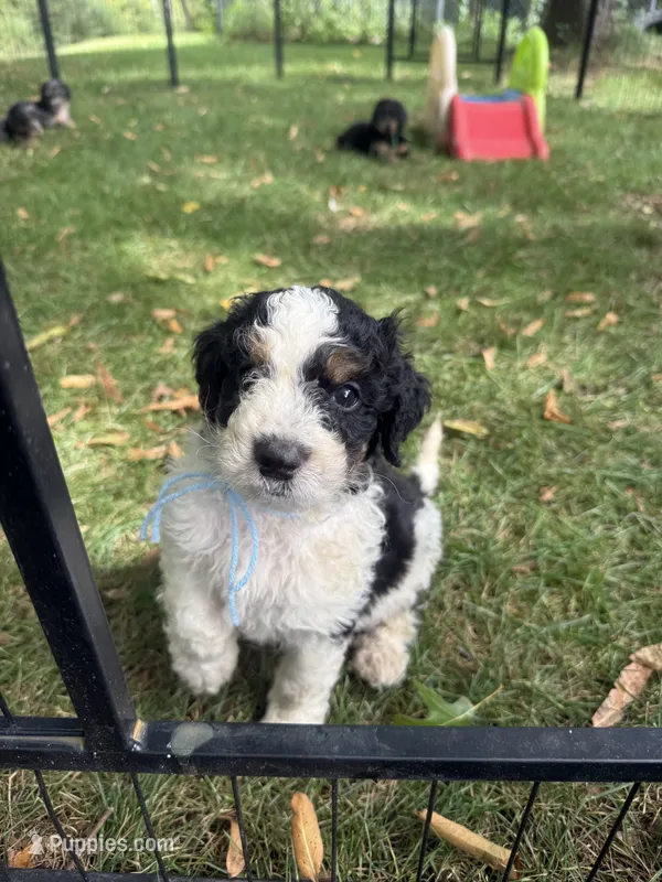 Slate – Bernedoodle puppy for sale in Rockville, MN