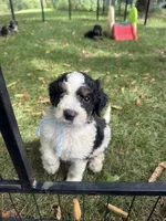 Slate, a male Bernedoodle for sale in Rockville, MN – 1 of 4