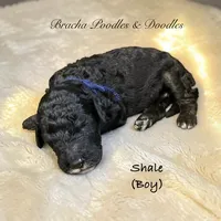 Shale, a male Bernedoodle for sale in Rockville, MN – 7 of 7