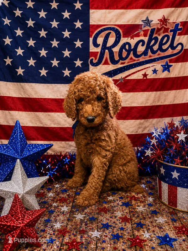 Rocket – Poodle - Standard  puppy for sale in Rockville, MN