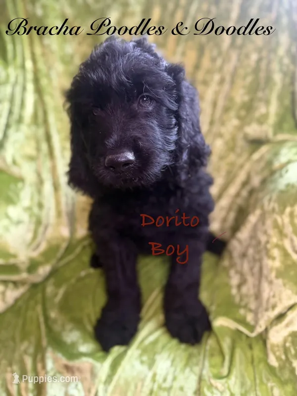 Dorito – English Goldendoodle puppy for sale in Rockville, MN