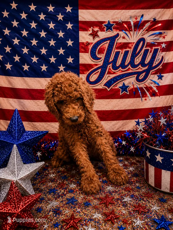 July  – Poodle - Standard  puppy for sale in Rockville, MN