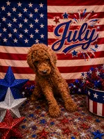 July , a female Poodle - Standard  for sale in Rockville, MN – 1 of 3