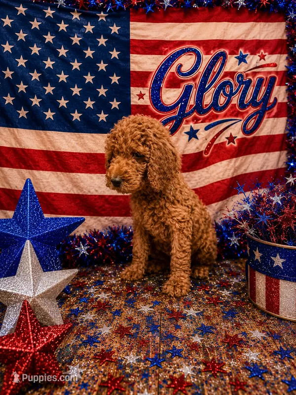 Glory – Poodle - Standard  puppy for sale in Rockville, MN