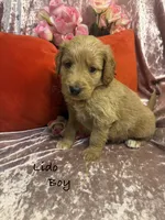 Lido, a male Goldendoodle for sale in Rockville, MN – Photo 1 of 2