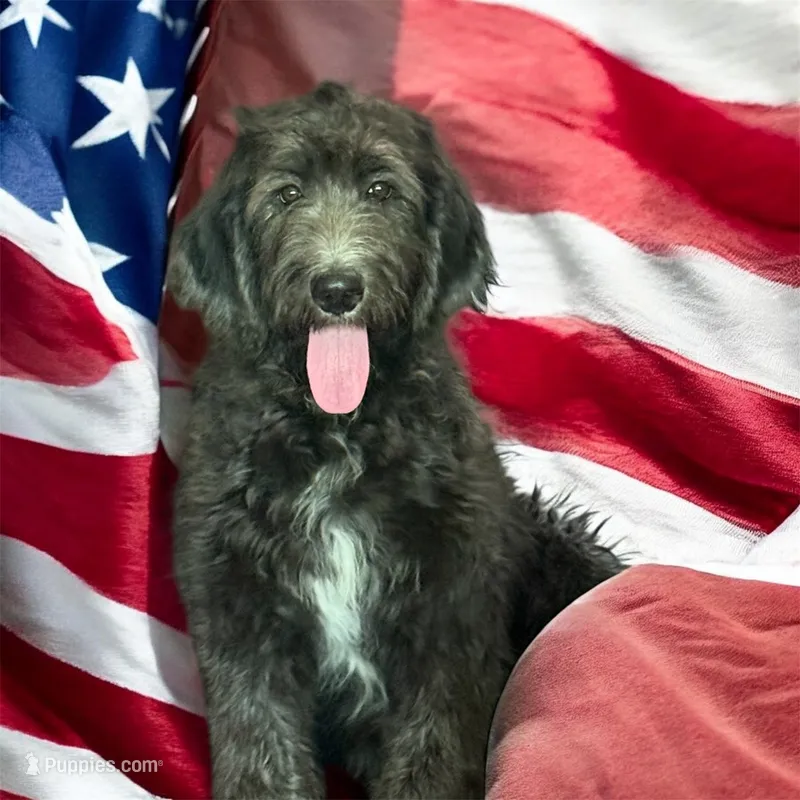 Monica – Goldendoodle puppy for sale in Rockville, MN