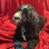 Sally, a female Goldendoodle and Golden Mountain Doodle for sale in Rockville, MN – Photo 1 of 8
