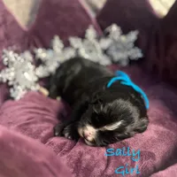 Sally, a female Goldendoodle and Golden Mountain Doodle for sale in Rockville, MN – Photo 6 of 8