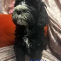 Sally, a female Goldendoodle and Golden Mountain Doodle for sale in Rockville, MN – Photo 2 of 8