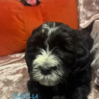 Sally, a female Goldendoodle and Golden Mountain Doodle for sale in Rockville, MN – Photo 3 of 8