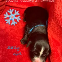 Sally, a female Goldendoodle and Golden Mountain Doodle for sale in Rockville, MN – Photo 8 of 8