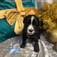 Sally, a female Goldendoodle and Golden Mountain Doodle for sale in Rockville, MN – Photo 5 of 8