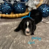 Sally, a female Goldendoodle and Golden Mountain Doodle for sale in Rockville, MN – Photo 7 of 8