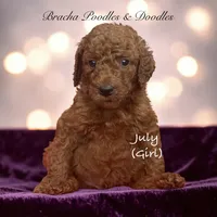 July , a female Poodle - Standard  for sale in Rockville, MN – 2 of 3
