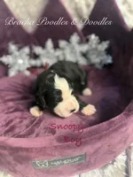 processed/cc5d70e4-92c9-4456-b3b4-5073275a9bdc/listing/85f706ec-c5b0-411d-8b48-b1d0a160490d/4ae219b2-1e00-43f1-86fe-53853ca66a7f