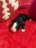 processed/cc5d70e4-92c9-4456-b3b4-5073275a9bdc/listing/85f706ec-c5b0-411d-8b48-b1d0a160490d/6815a9a1-8029-4994-bdf1-ab177d3307ae