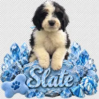 Slate, a male Bernedoodle for sale in Rockville, MN – 4 of 9