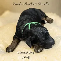 Limestone, a male Bernedoodle for sale in Rockville, MN – 8 of 8