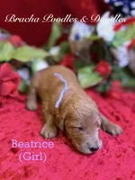 Beatrice, a female Goldendoodle for sale in Rockville, MN – 3 of 3
