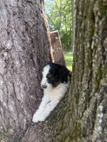 Slate, a male Bernedoodle for sale in Rockville, MN – 3 of 4