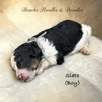 Slate, a male Bernedoodle for sale in Rockville, MN – 9 of 9