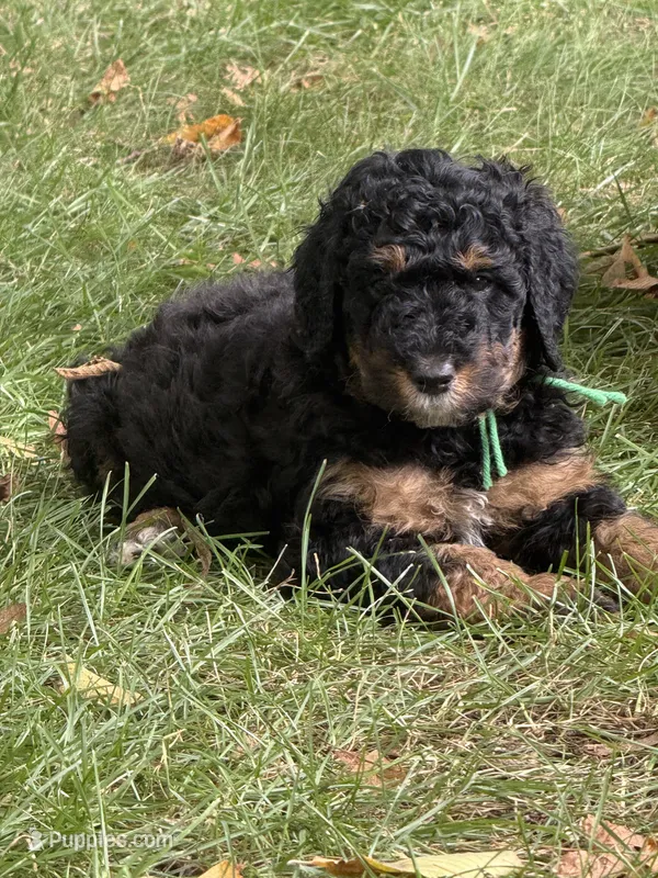 Limestone – Bernedoodle puppy for sale in Rockville, MN