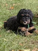 Limestone, a male Bernedoodle for sale in Rockville, MN – 1 of 2