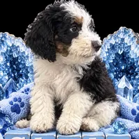Slate, a male Bernedoodle for sale in Rockville, MN – 3 of 9