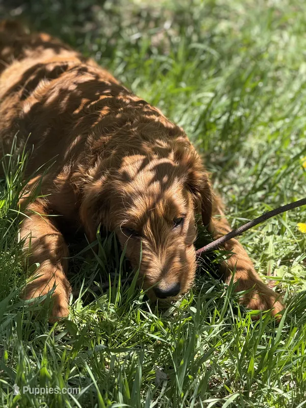 Beach – Goldendoodle puppy for sale in Rockville, MN
