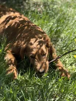 Beach, a female Goldendoodle for sale in Rockville, MN – 1 of 3
