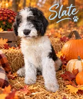 Slate, a male Bernedoodle for sale in Rockville, MN – 2 of 9