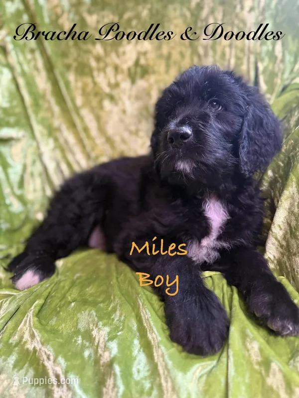 Miles – English Goldendoodle puppy for sale in Rockville, MN