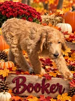 Booker, a female Goldendoodle for sale in Rockville, MN – 2 of 5
