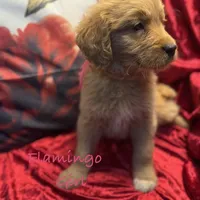 Flamingo, a female Goldendoodle for sale in Rockville, MN – Photo 3 of 6
