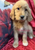 Flamingo, a female Goldendoodle for sale in Rockville, MN – Photo 4 of 6