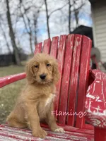 Flamingo, a female Goldendoodle for sale in Rockville, MN – Photo 2 of 6