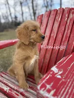 Flamingo, a female Goldendoodle for sale in Rockville, MN – Photo 1 of 6