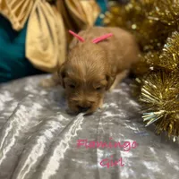 Flamingo, a female Goldendoodle for sale in Rockville, MN – Photo 6 of 6