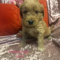 Flamingo, a female Goldendoodle for sale in Rockville, MN – Photo 5 of 6