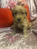 processed/cc5d70e4-92c9-4456-b3b4-5073275a9bdc/listing/96a63ba8-87eb-487f-bac7-216f0b772183/fadfe589-6bed-4979-a59b-116c3df2a473