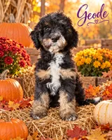 Geode, a female Bernedoodle for sale in Rockville, MN – 2 of 6